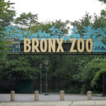 Bronx Zoo New York